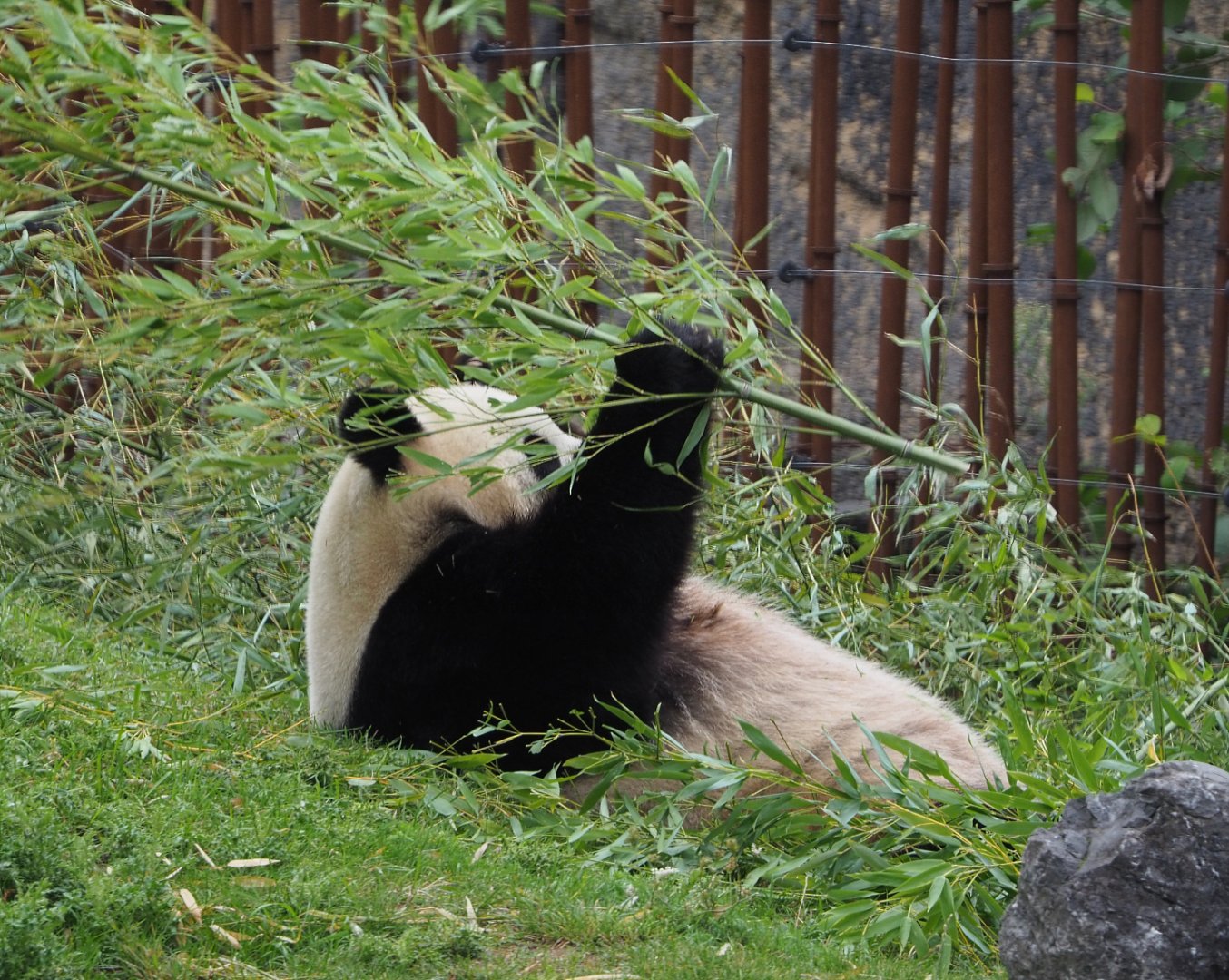 Giant panda Hao Hao (Ailuropoda melanoleuca), 2020-09-03