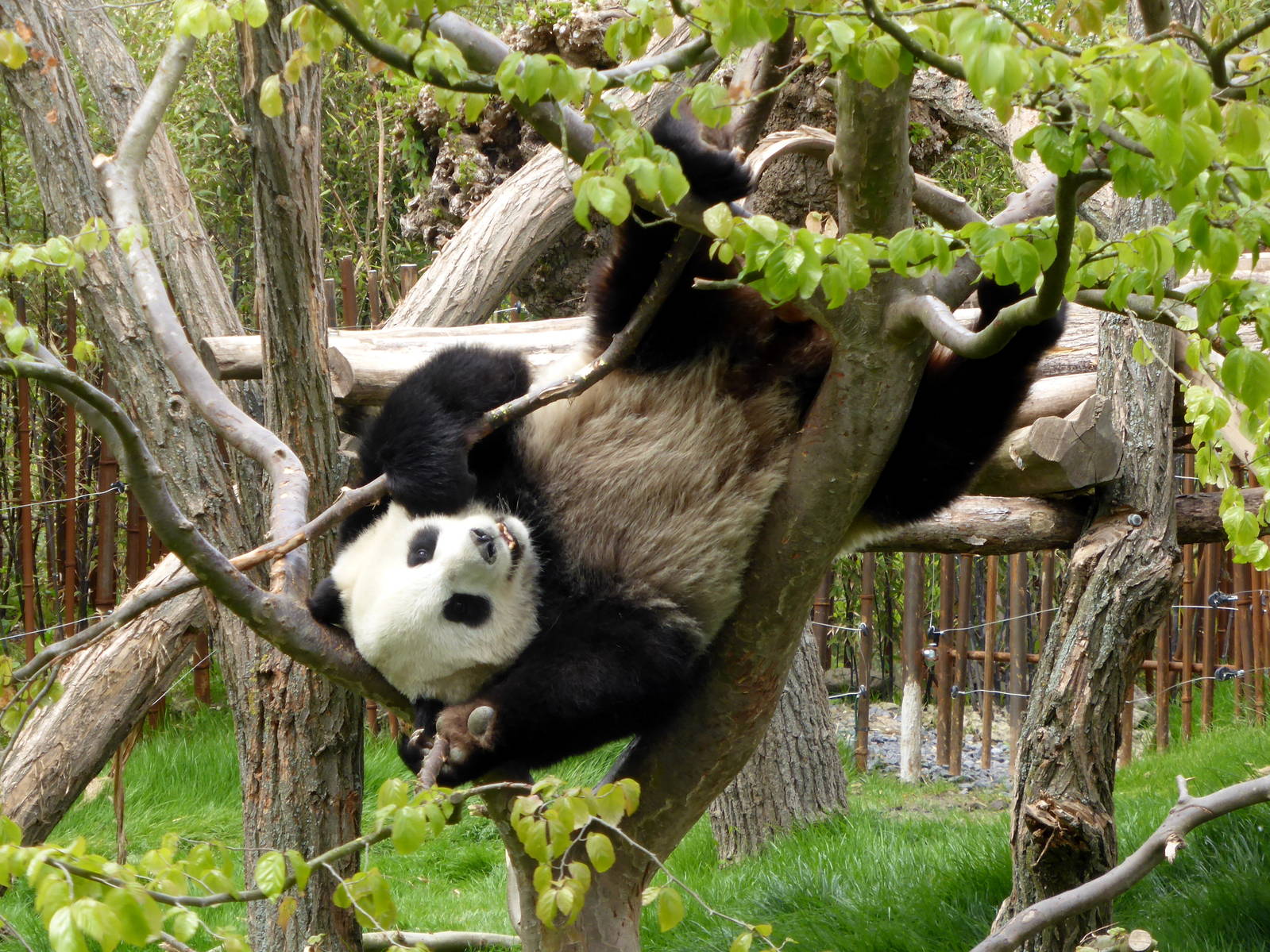 Giant panda Hao Hao