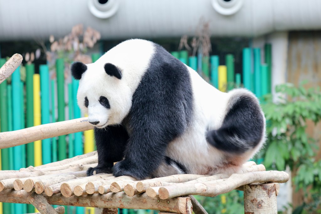 Giant Panda having ascratch