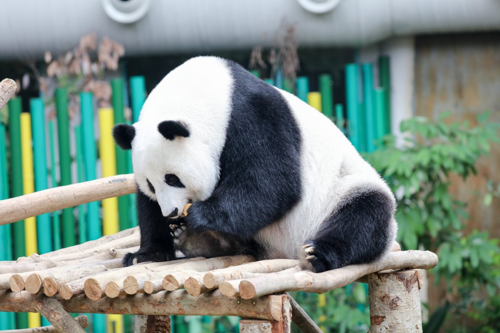 Giant Panda having something to eat