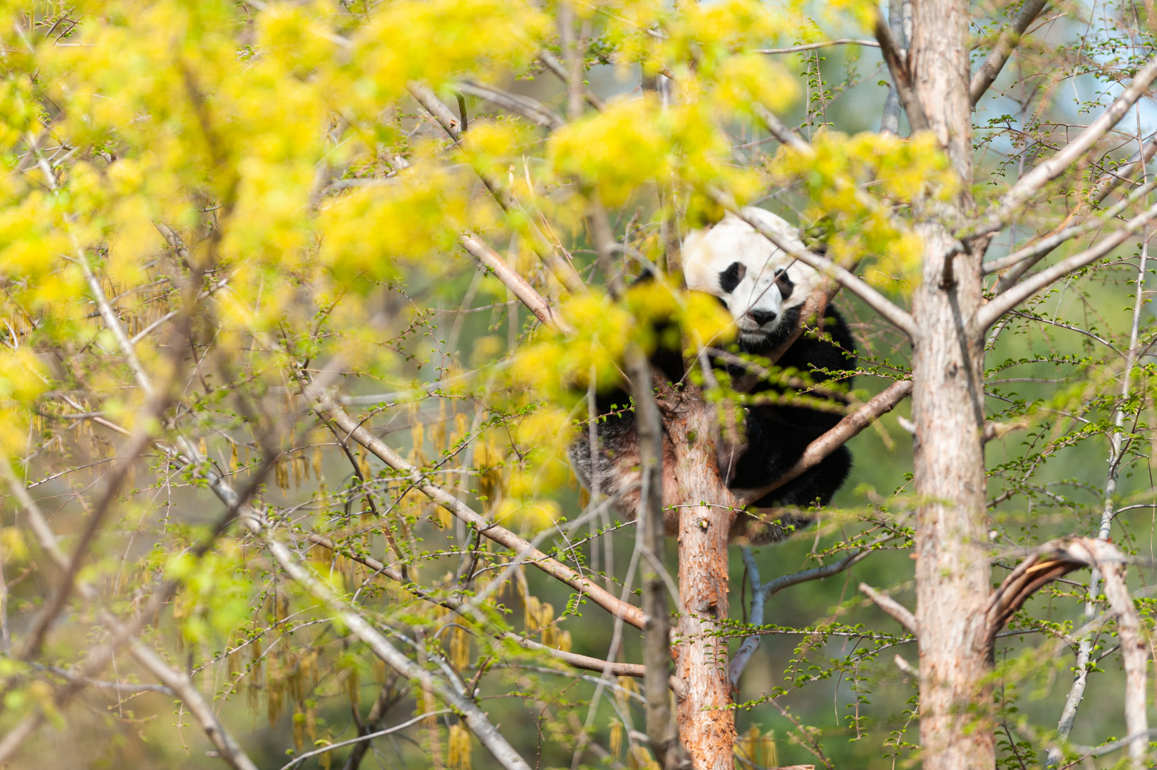 Giant Panda in a Tree