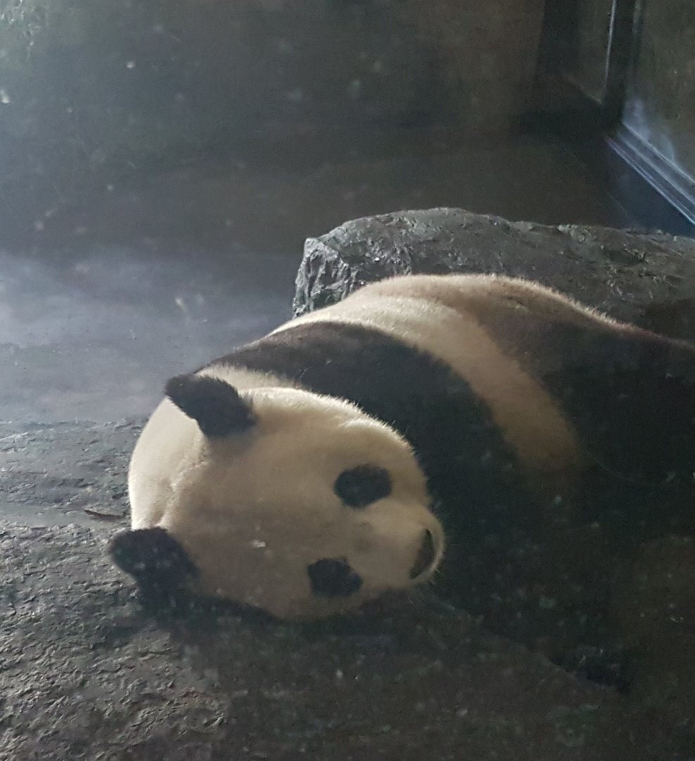 Giant panda in indoor-enclosure