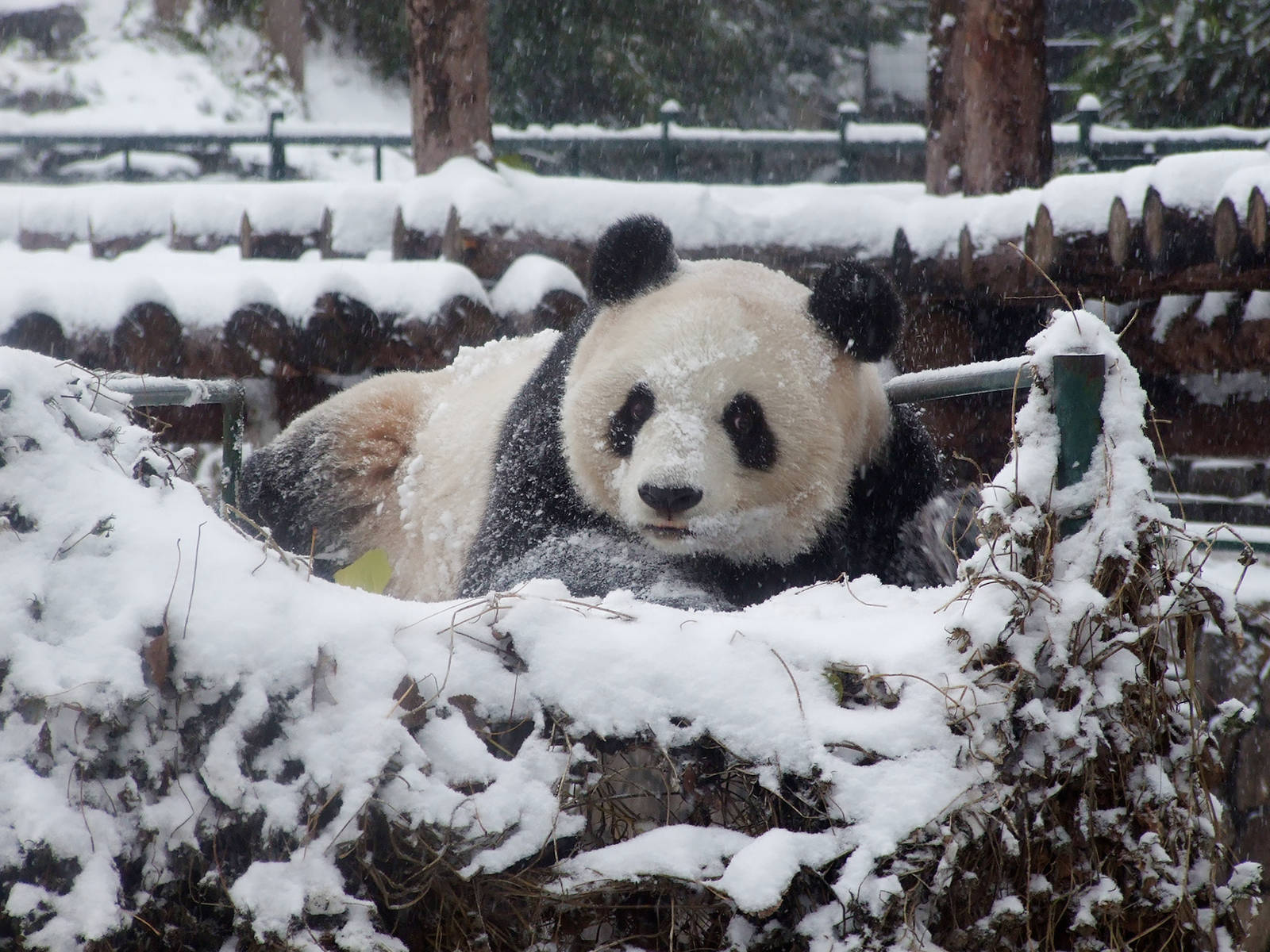 giant panda in snow