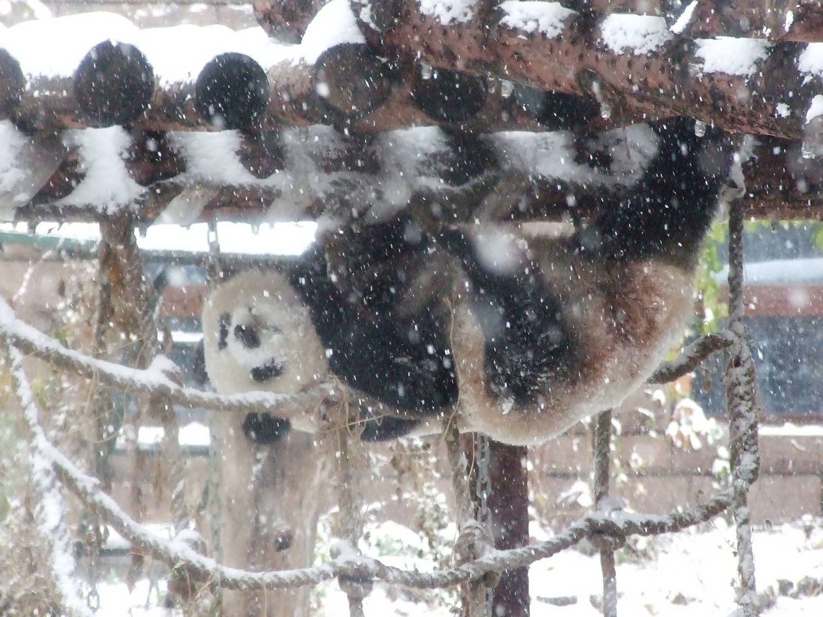 giant panda in snow
