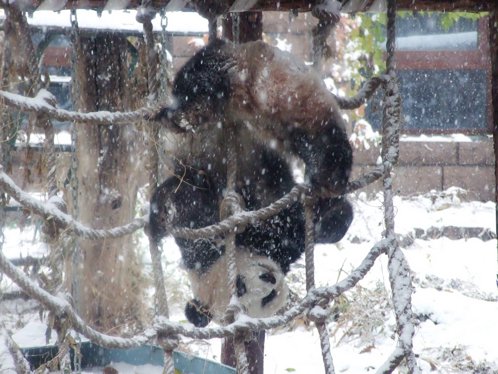 giant panda in snow