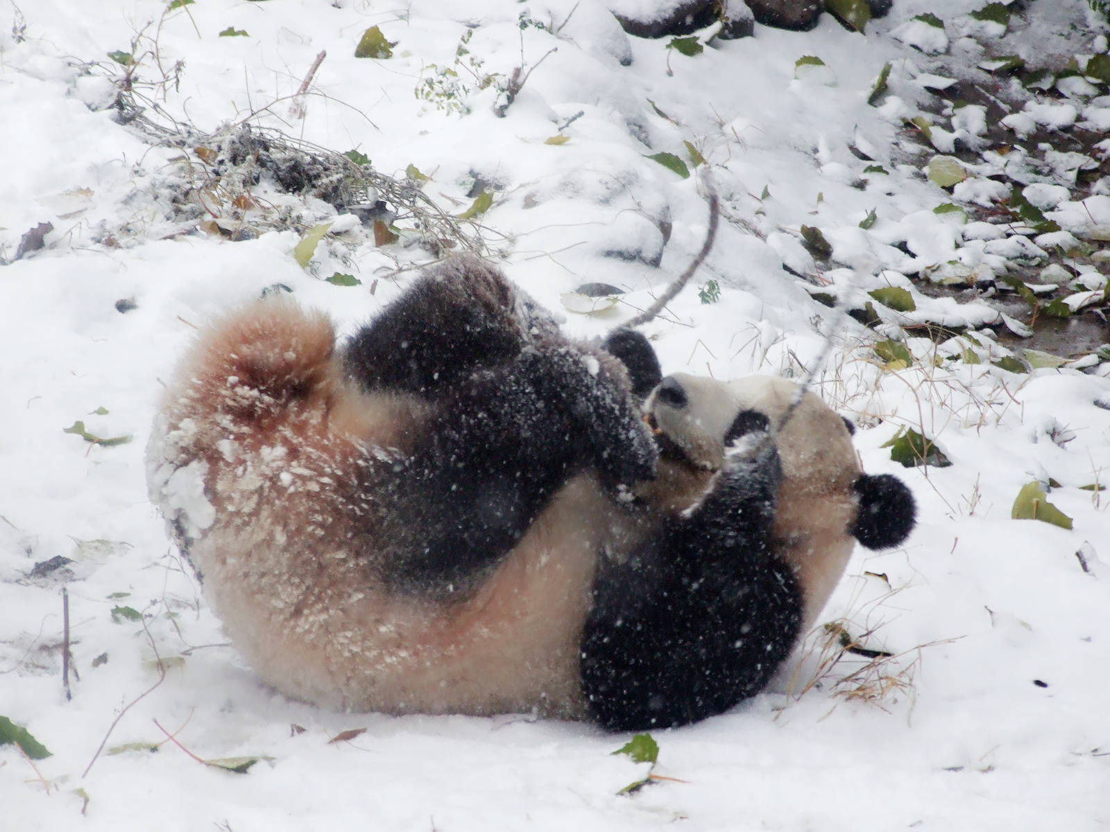 giant panda in snow