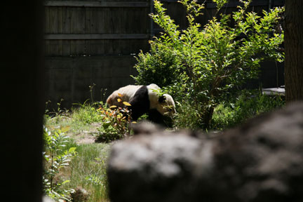 giant panda in the other yard