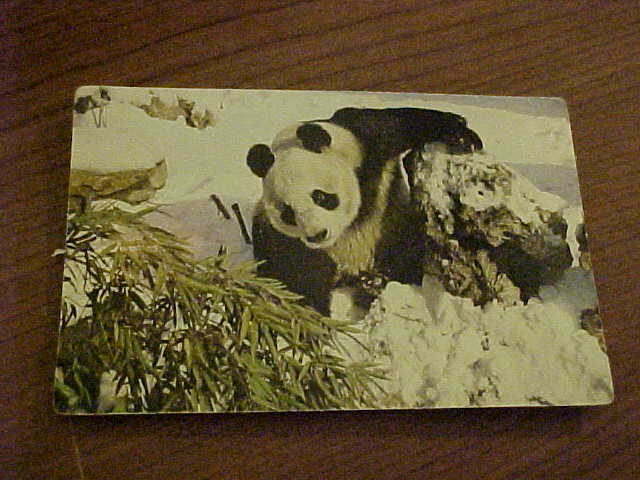 Giant Panda in the snow