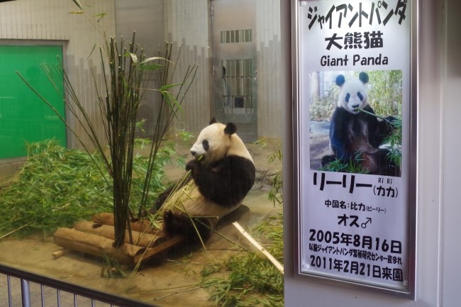 Giant panda in Ueno zoo