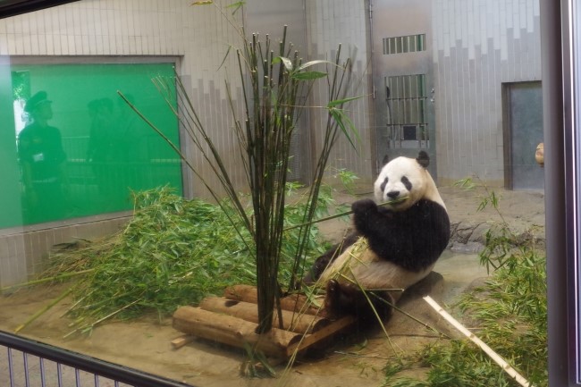 Giant panda in Ueno zoo