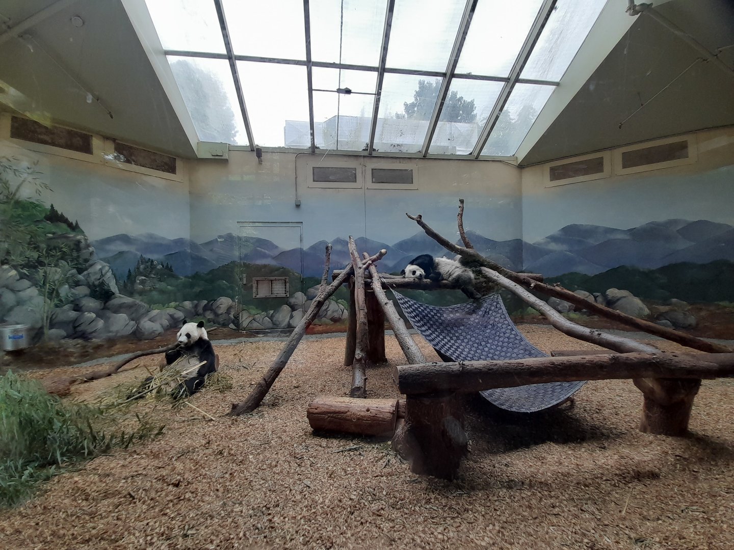 Giant panda - indoor area A