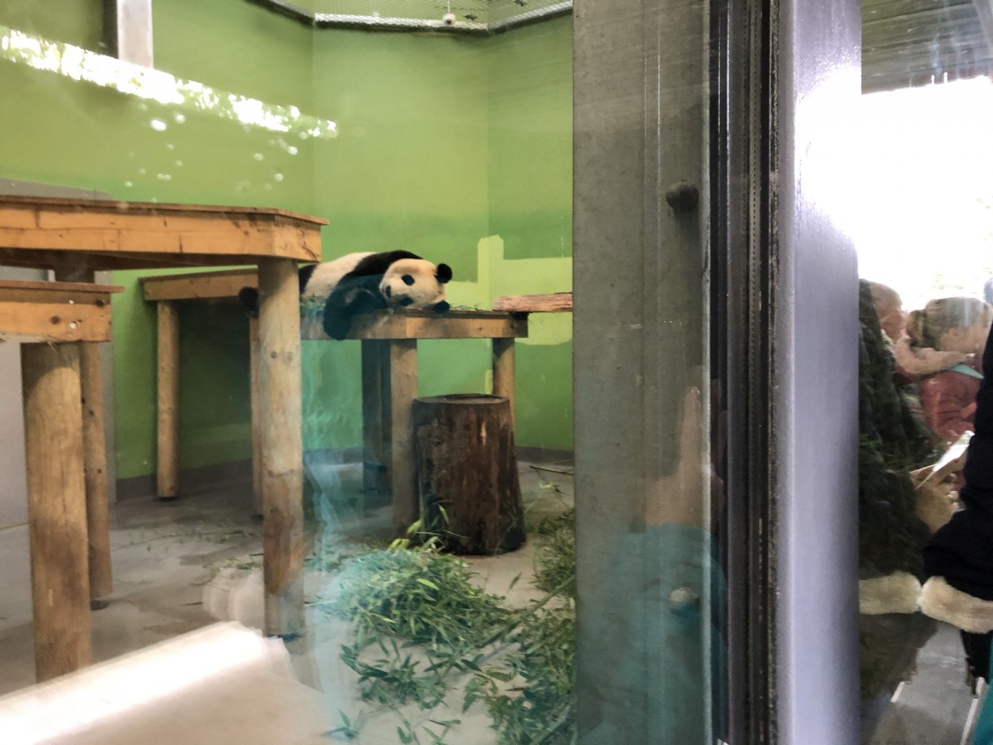 Giant Panda Indoor Enclosure at Edinburgh Zoo (2020)