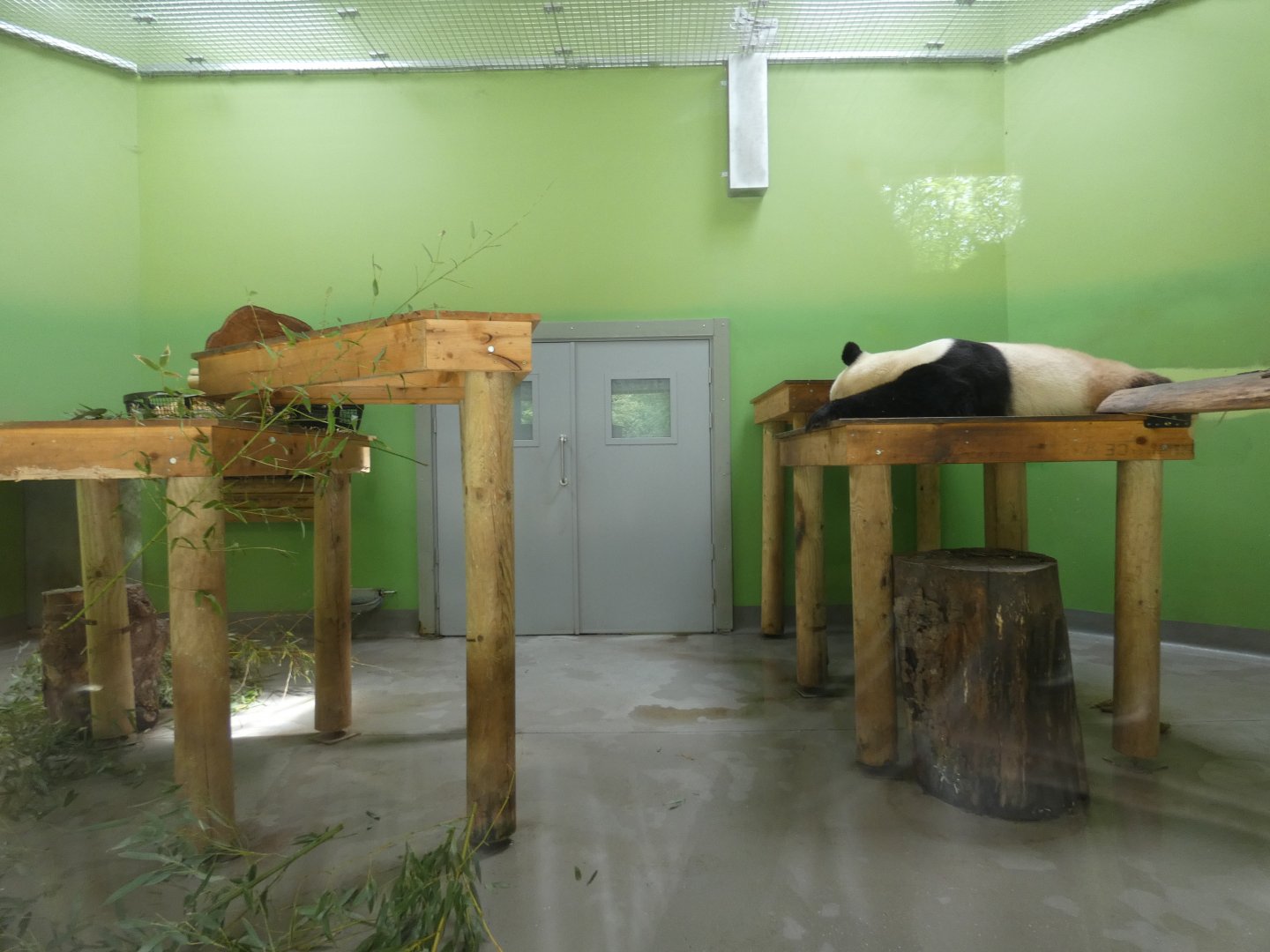 Giant panda indoor enclosure (Male)