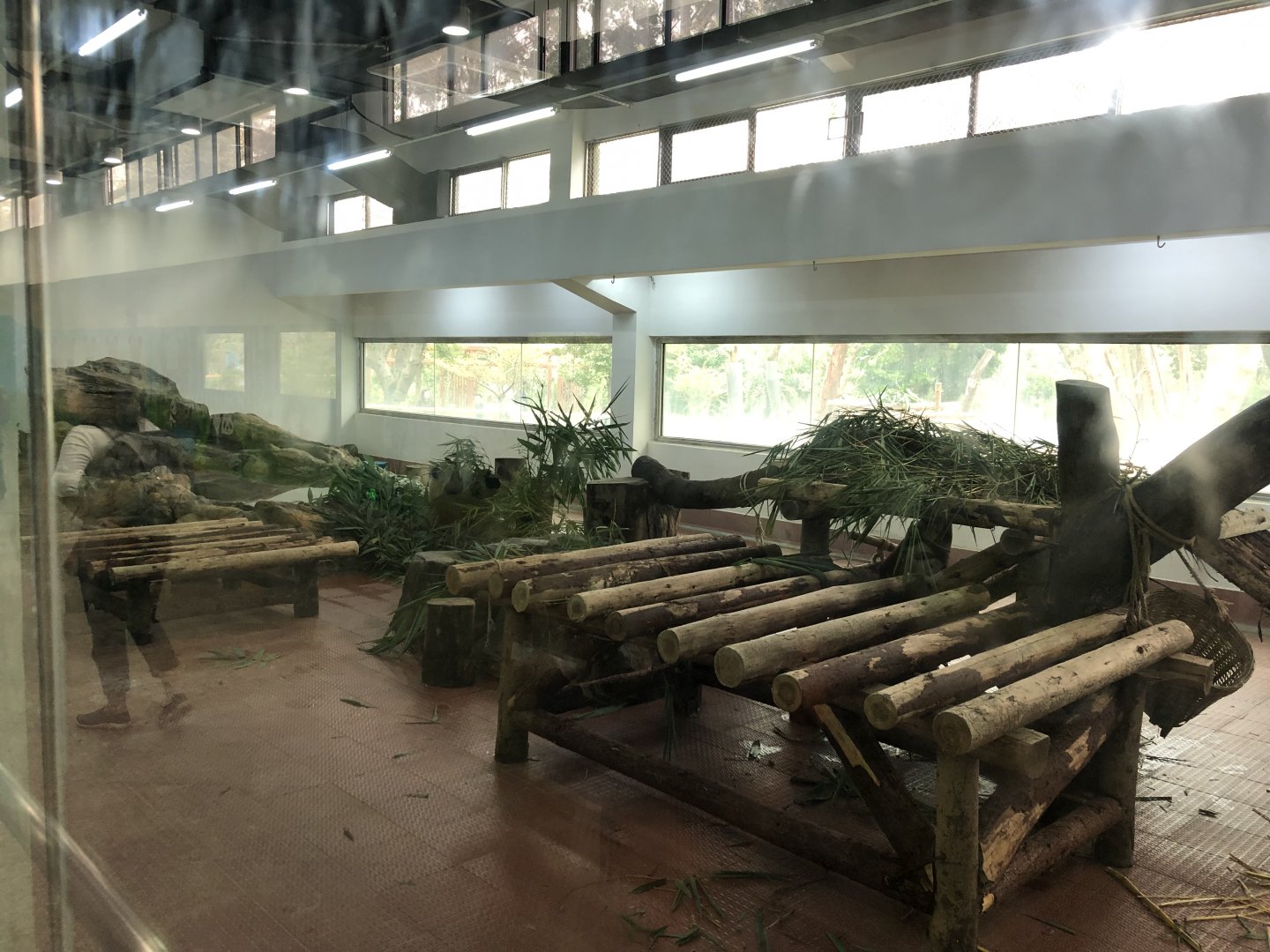 Giant Panda Indoor Exhibit #1