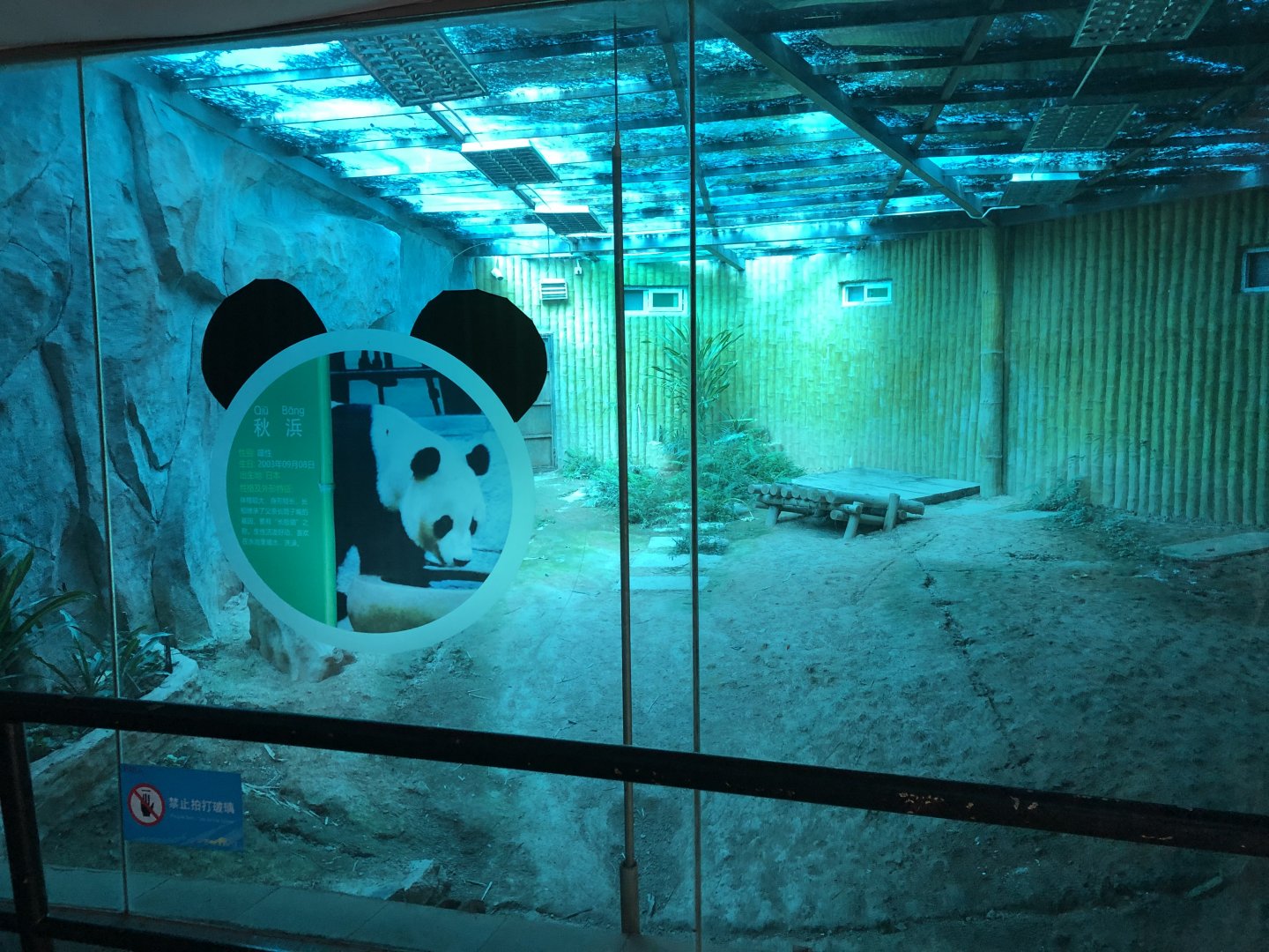 Giant Panda Indoor Exhibit #2