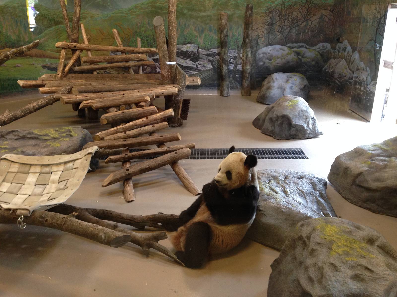 Giant Panda Indoor Exhibit