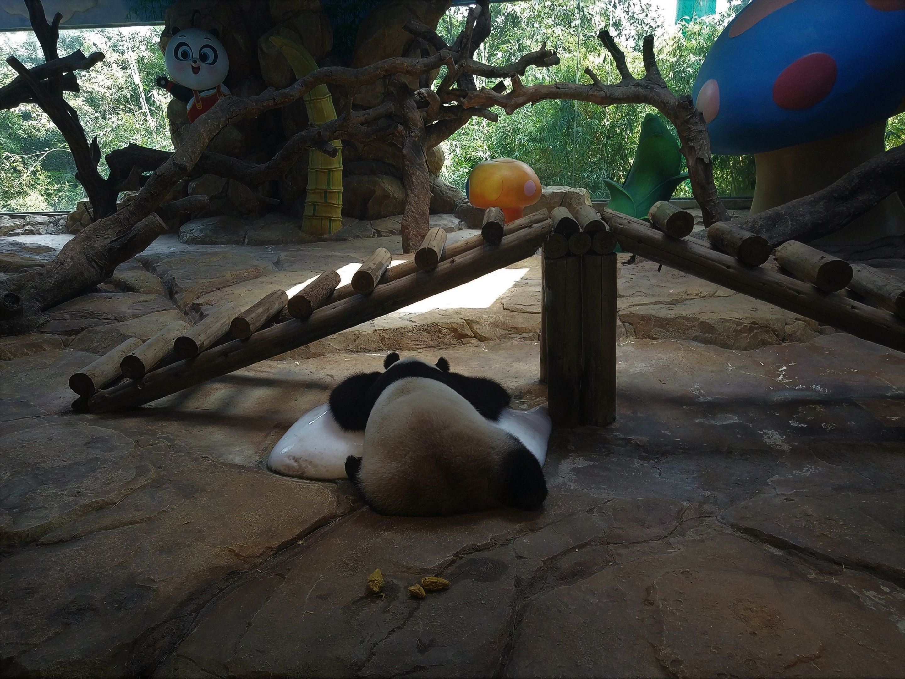 Giant Panda Indoor Exhibit
