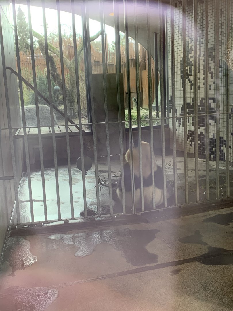 Giant Panda indoor exhibit