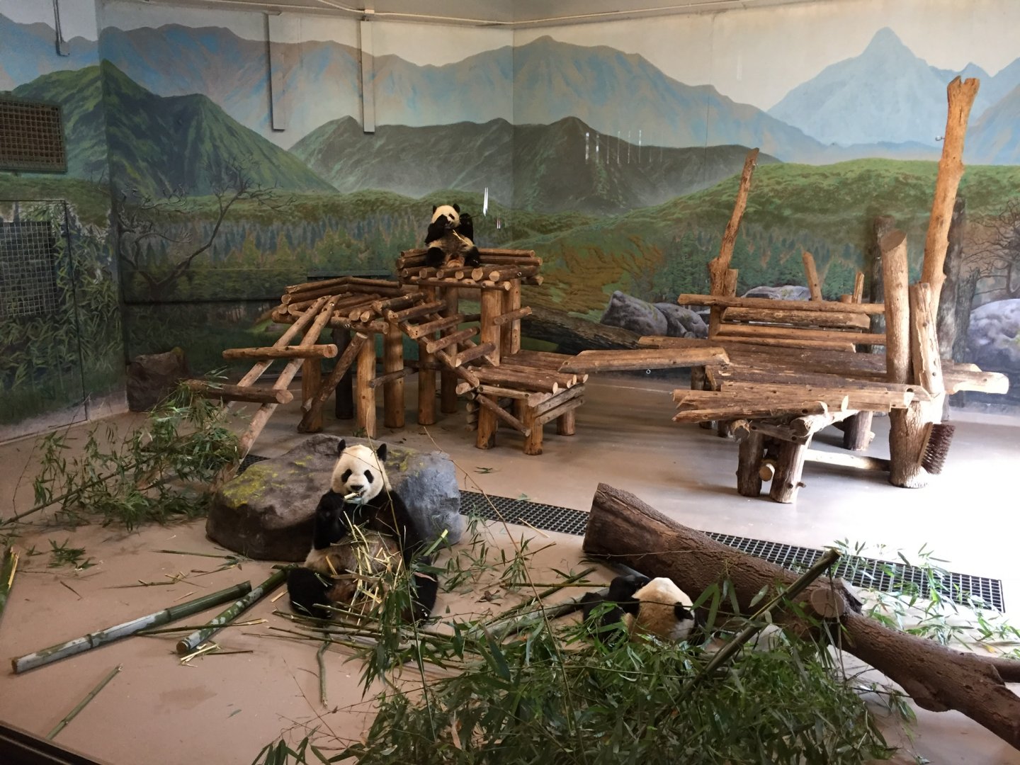 Giant Panda Indoor Exhibit