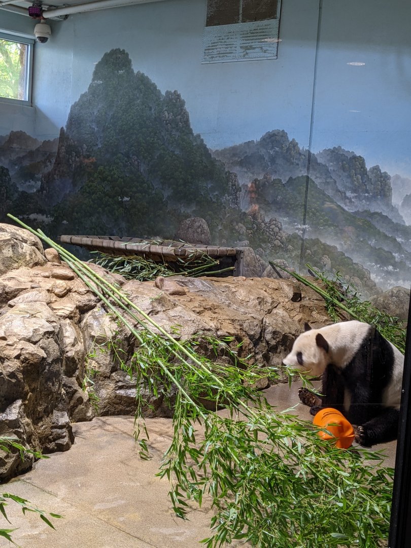Giant Panda - Indoor habitat
