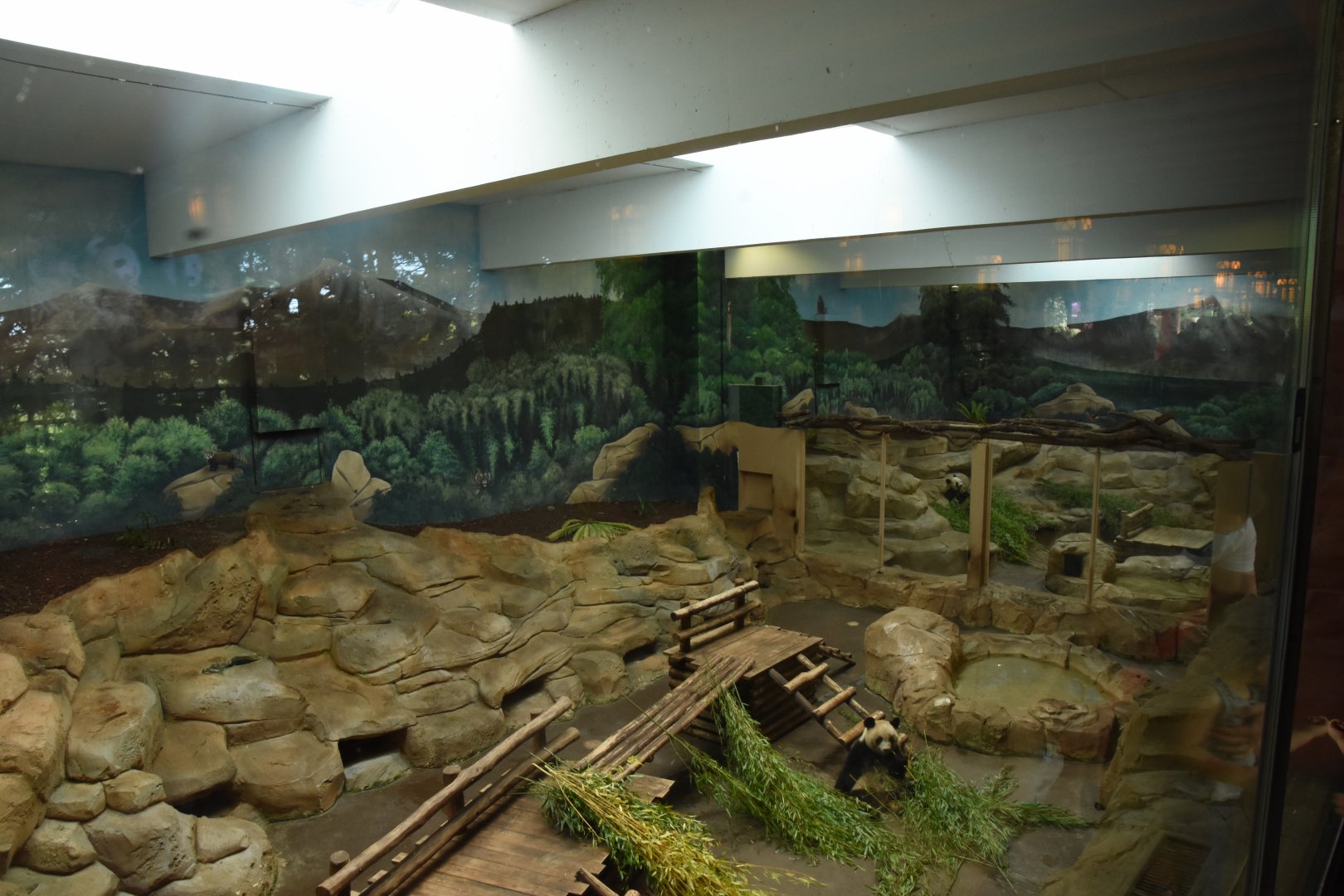 Giant Panda indoors (1/2)