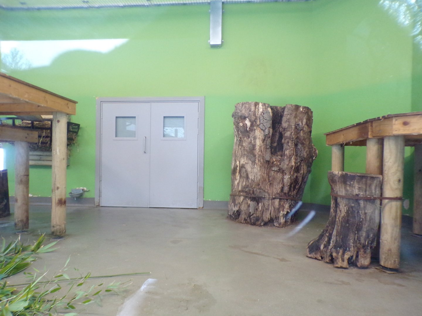 Giant panda indoors (2)