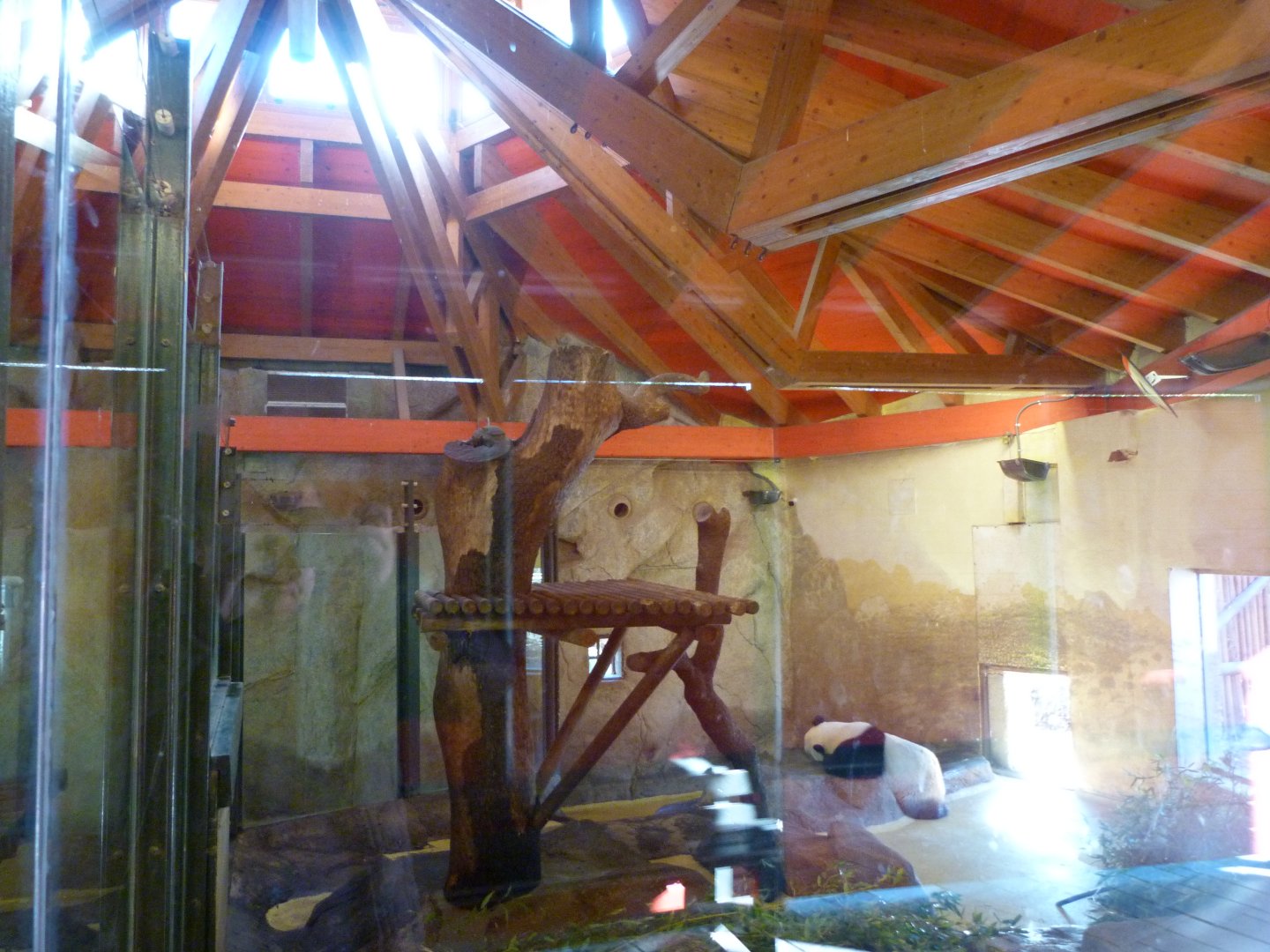 Giant panda indoors exhibit -Zoo Aquarium de Madrid (2025)