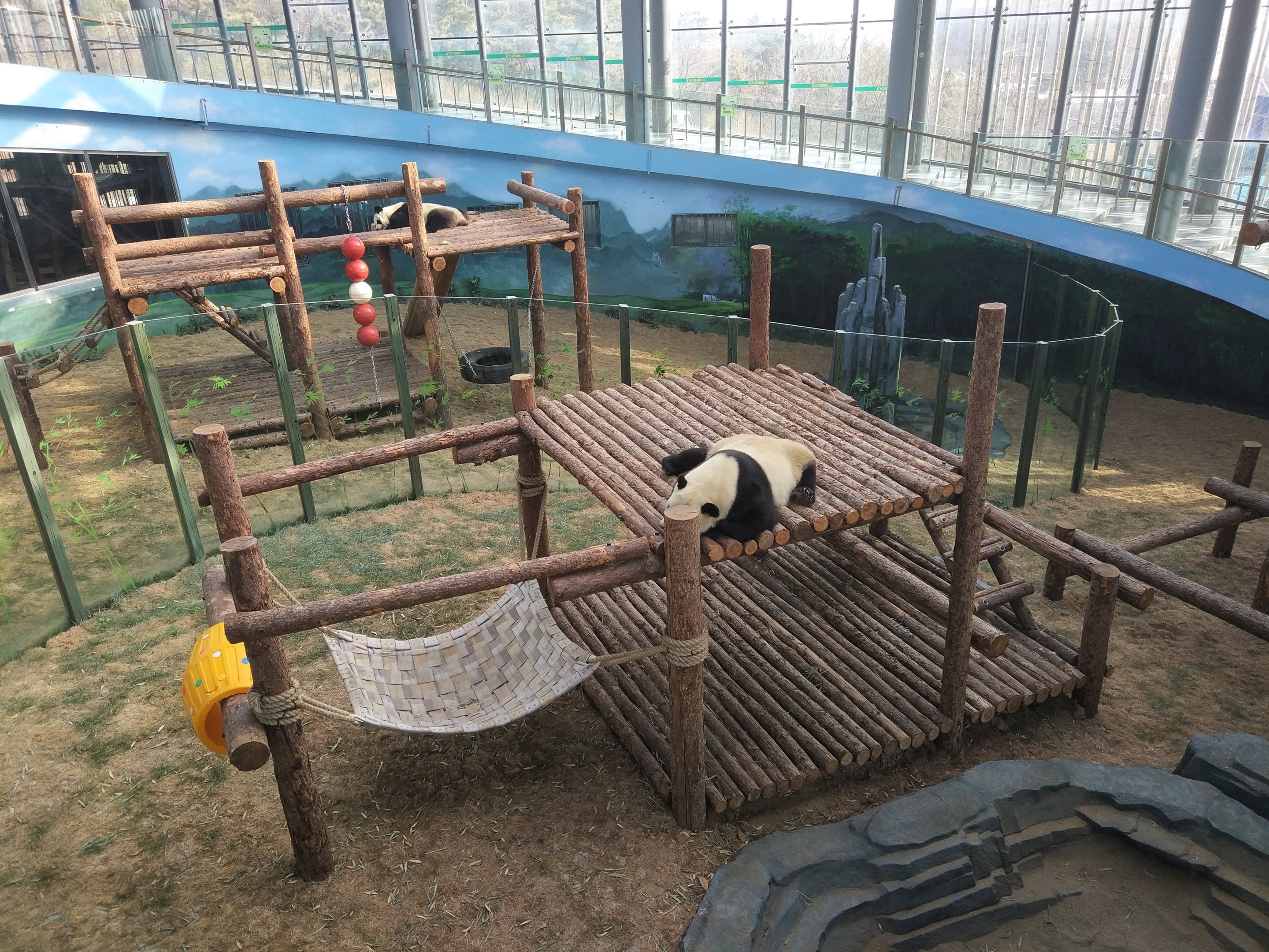 Giant Panda Indoors