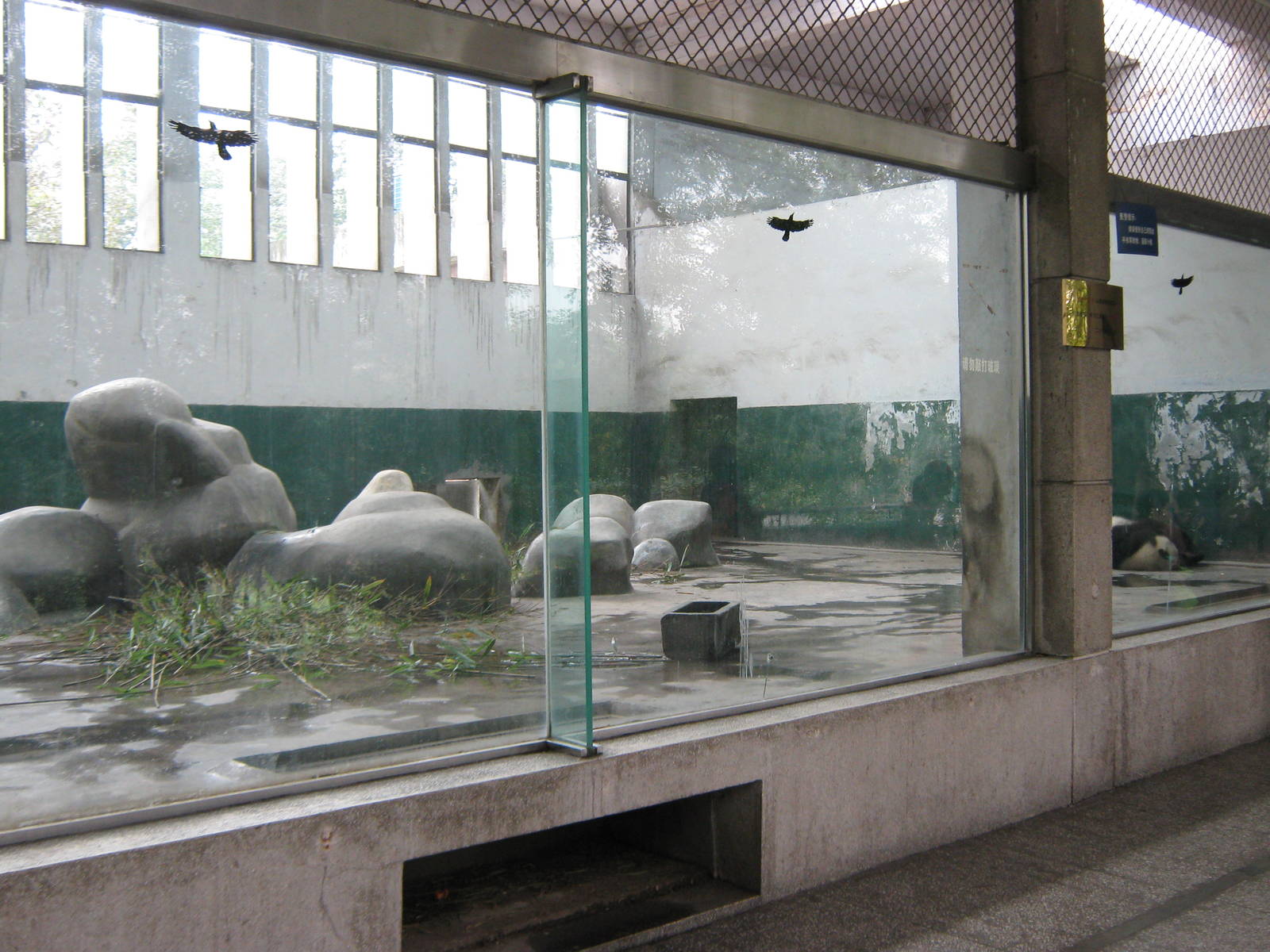giant panda, inside enclosure