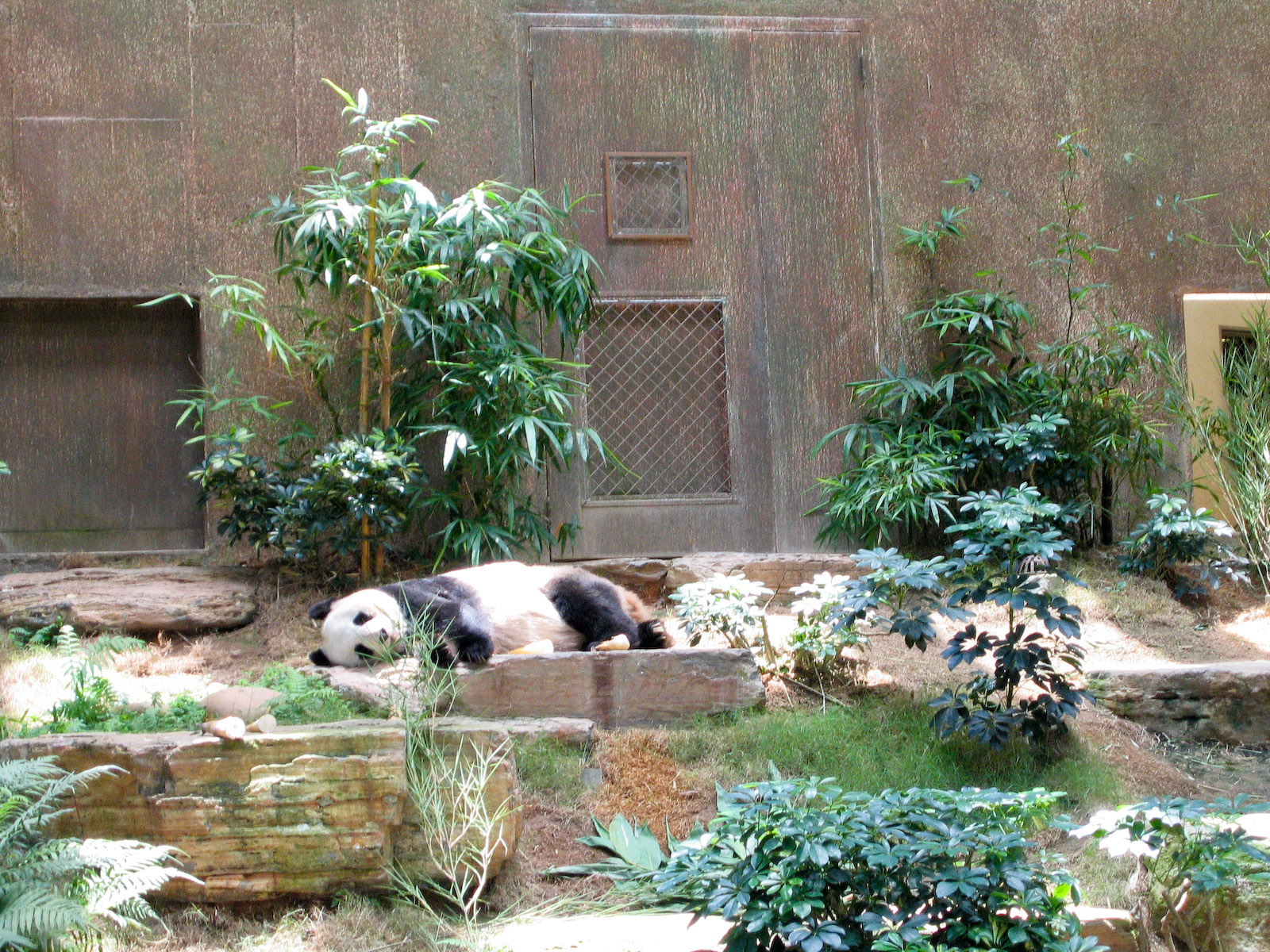 Giant Panda - Jul 2003