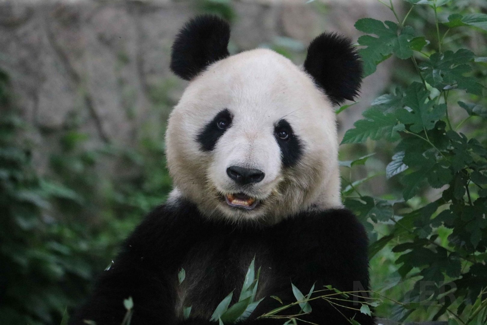 Giant panda, July 2016