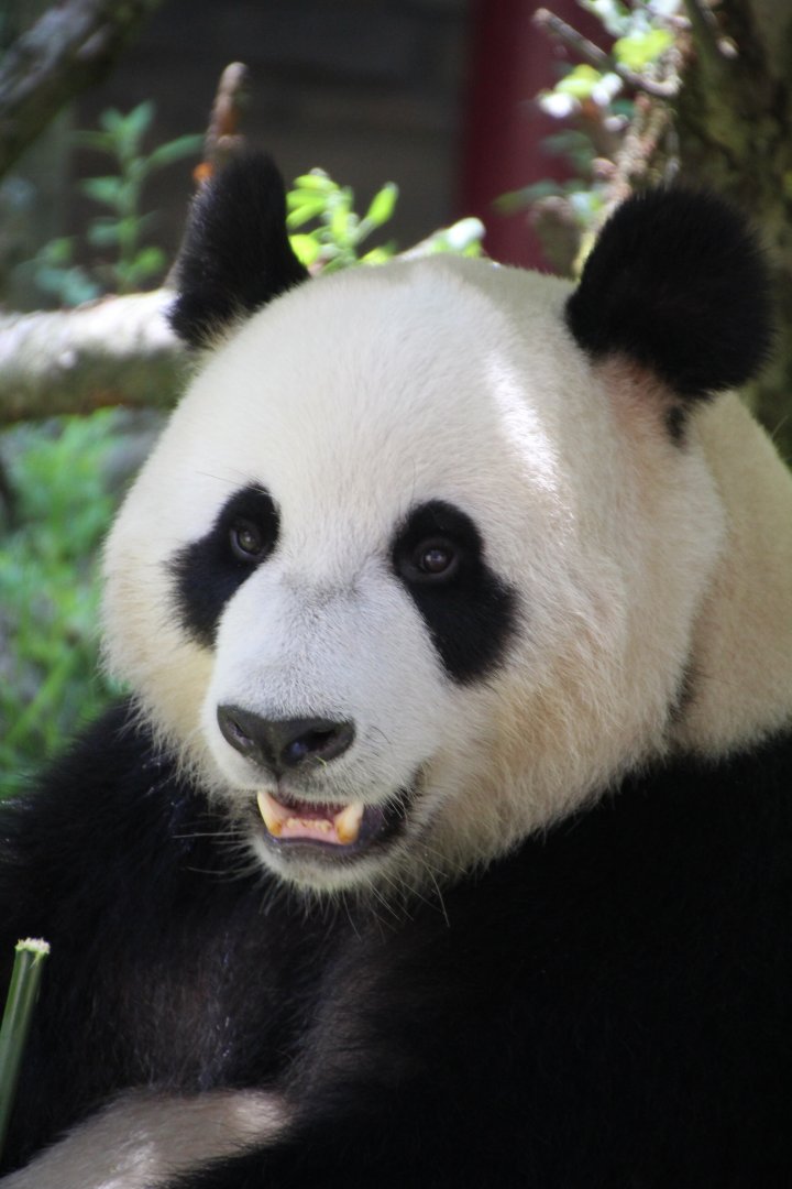 Giant Panda - July 2017