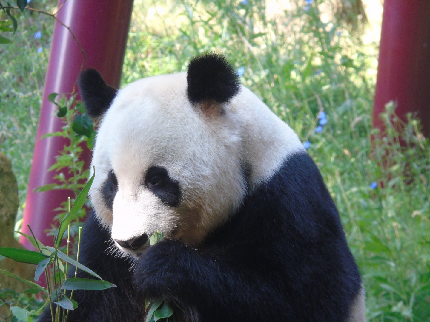 Giant panda - July 2018