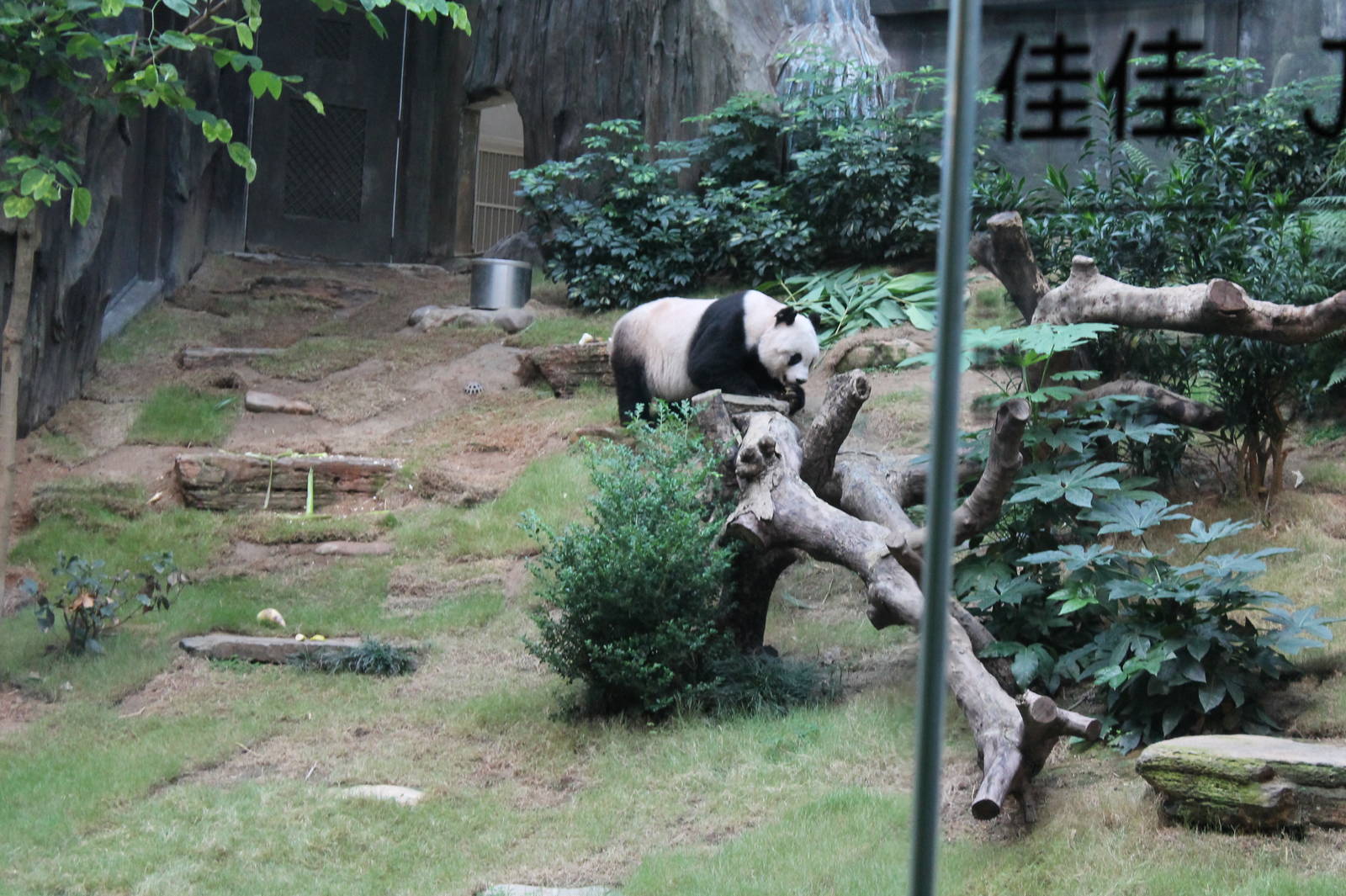 Giant Panda - June 2013