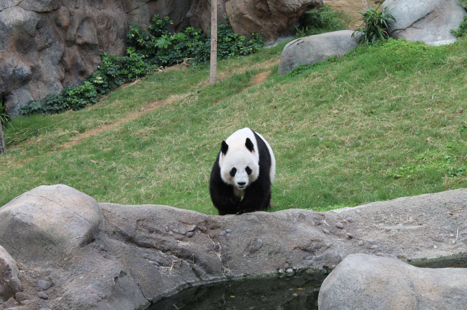 Giant Panda - June 2013