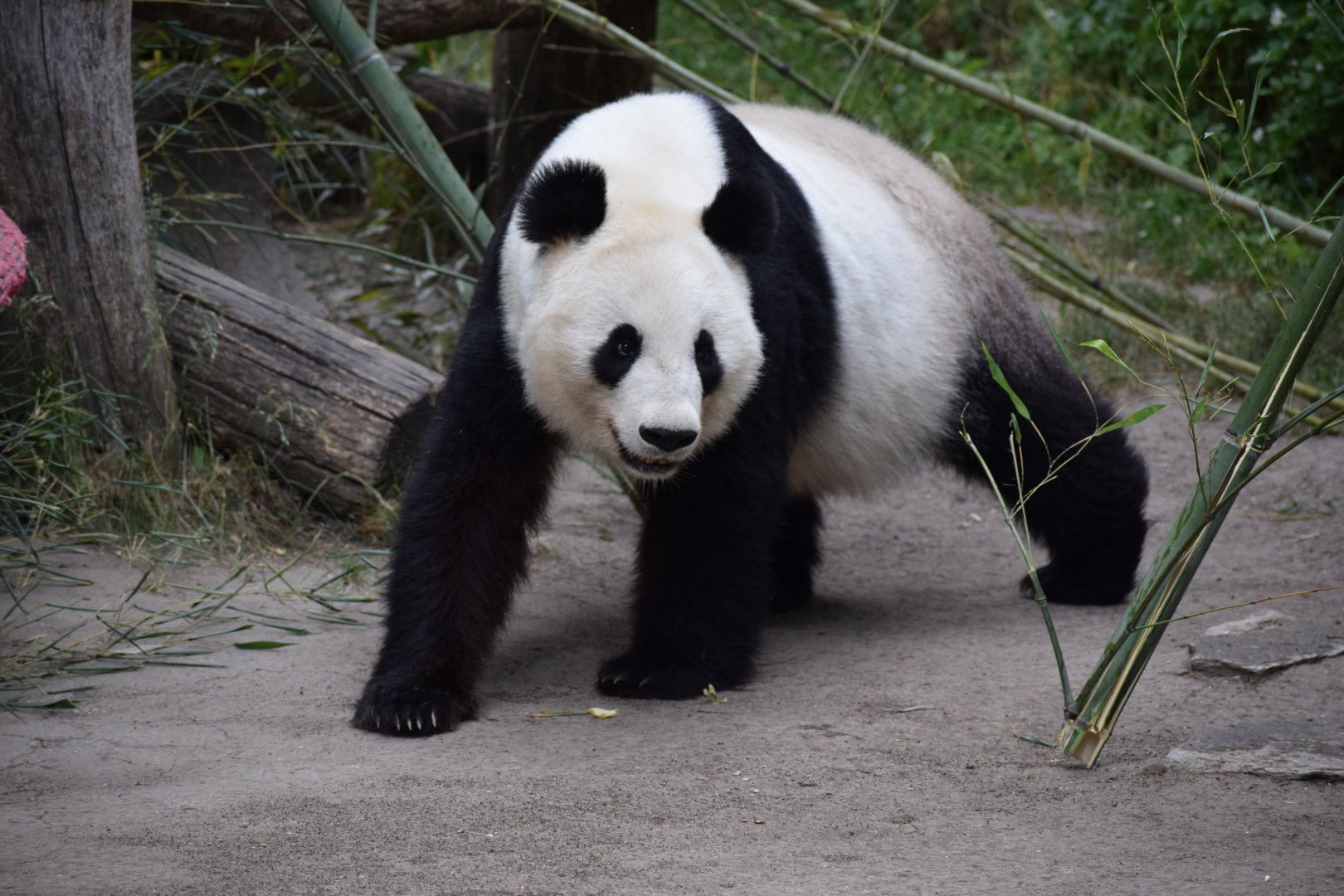 Giant panda - June 2021