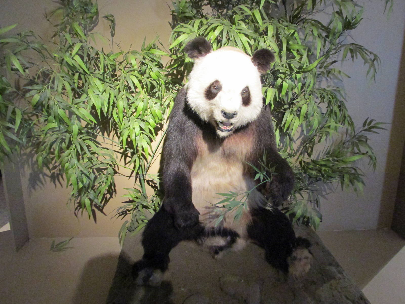 giant panda liang liang museo de historia natural