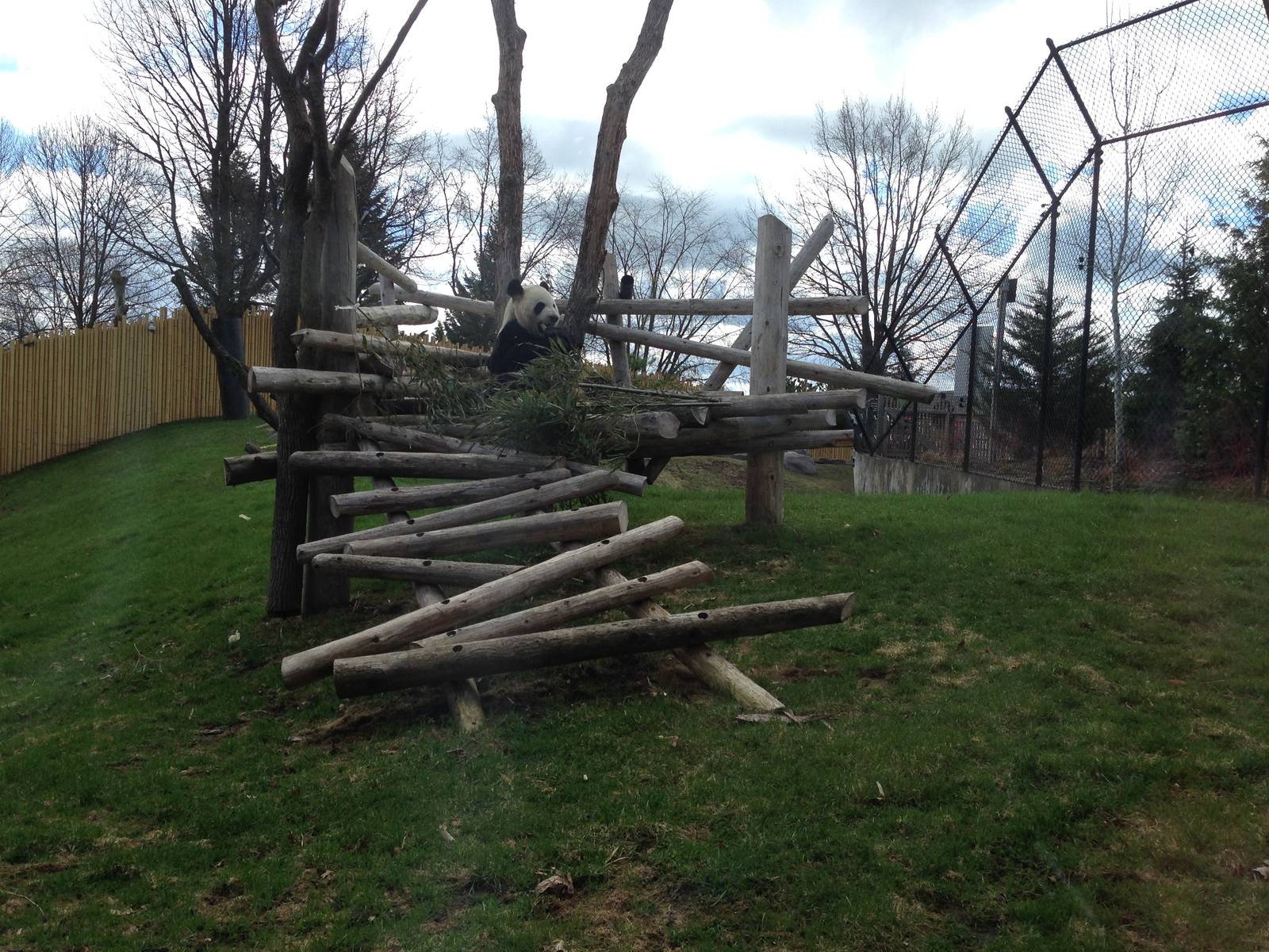 Giant Panda Main Outdoor Exhibit