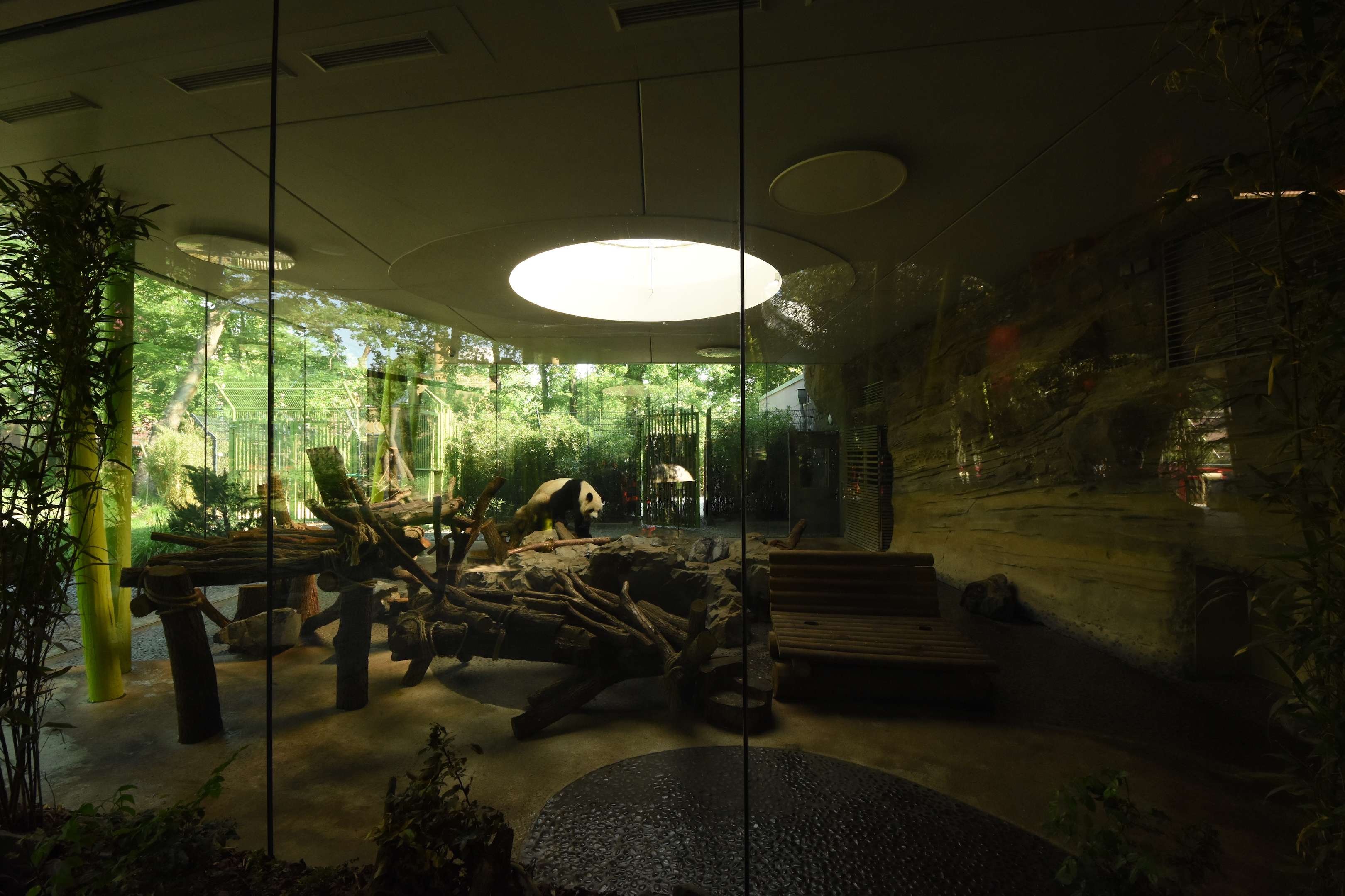 Giant panda - Male indoors