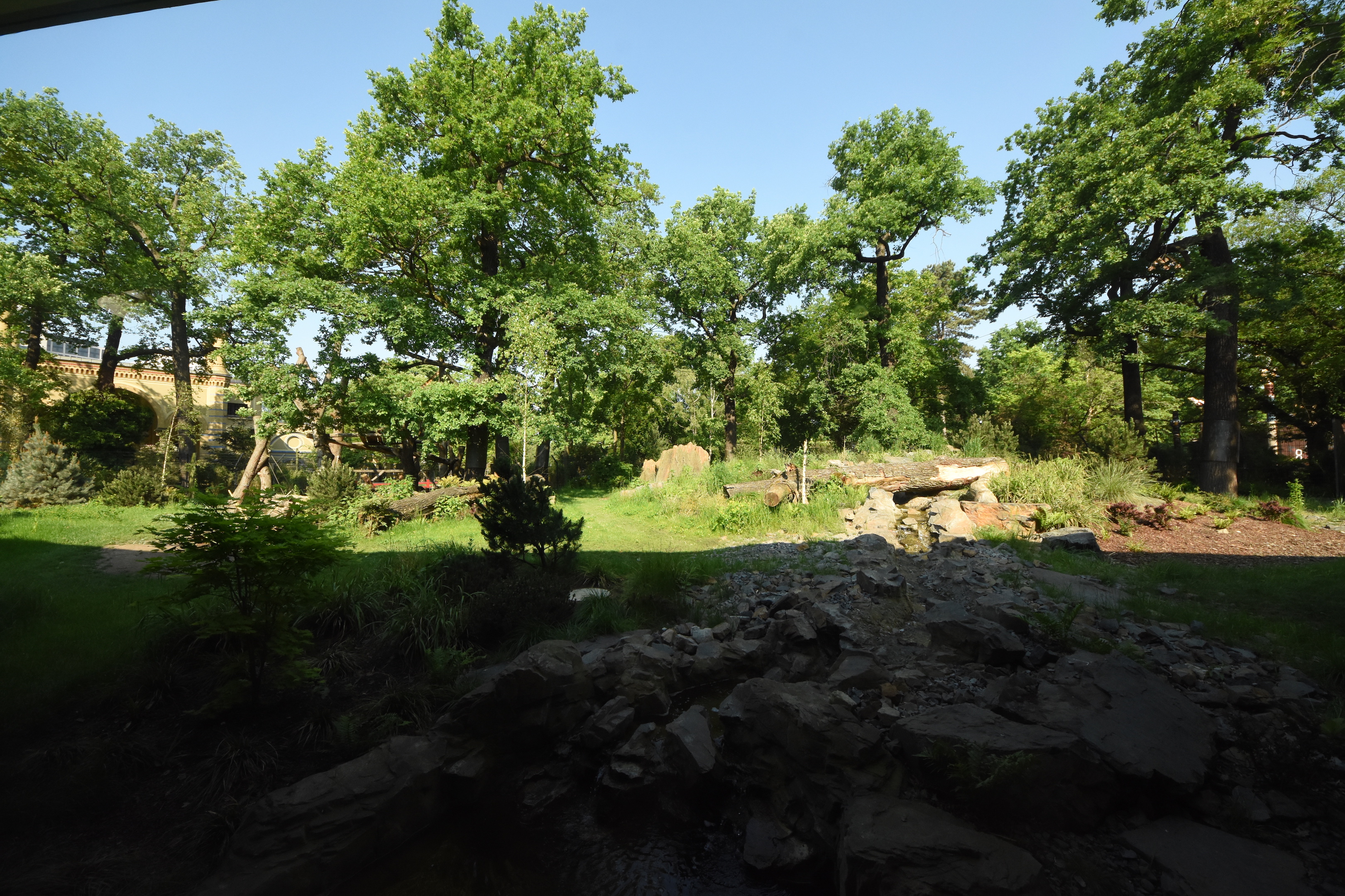 Giant panda - Male outdoors