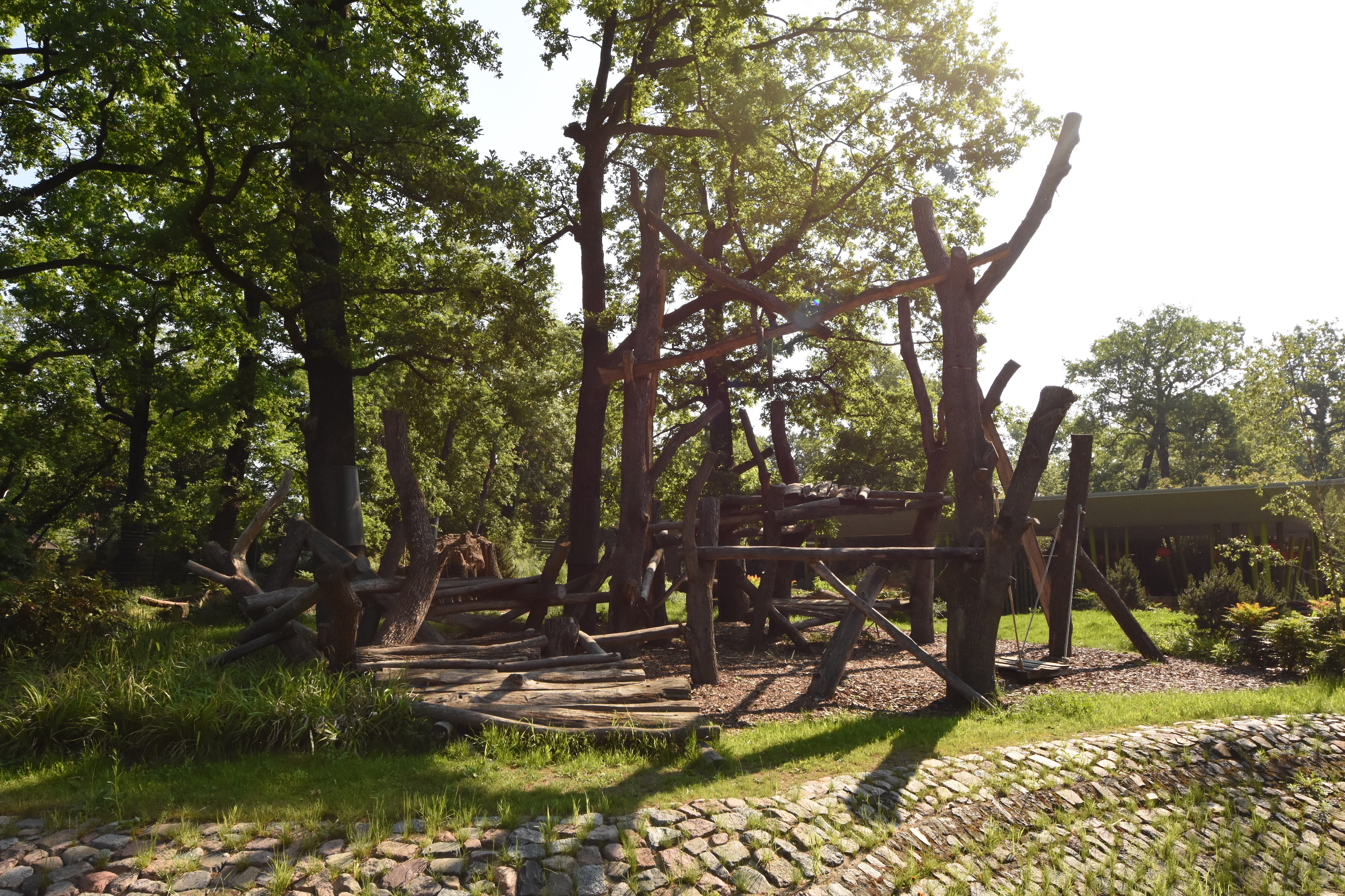 Giant panda - Male outdoors