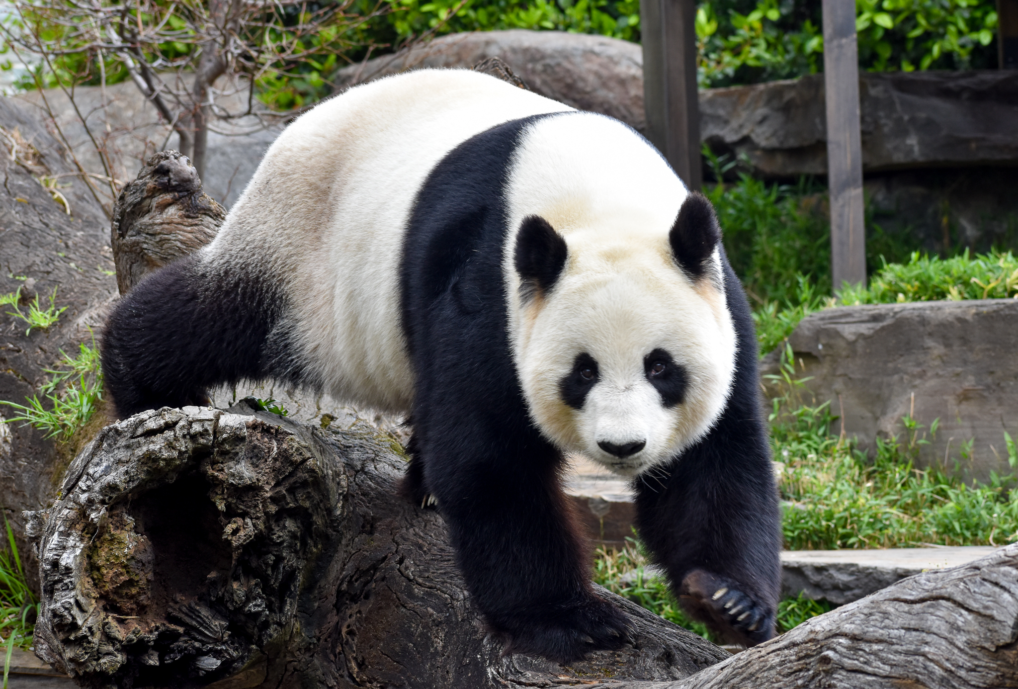 Giant Panda - male Wang Wang