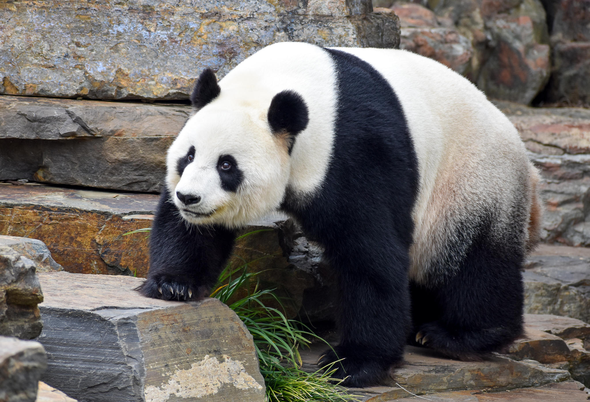 Giant Panda - male Wang Wang