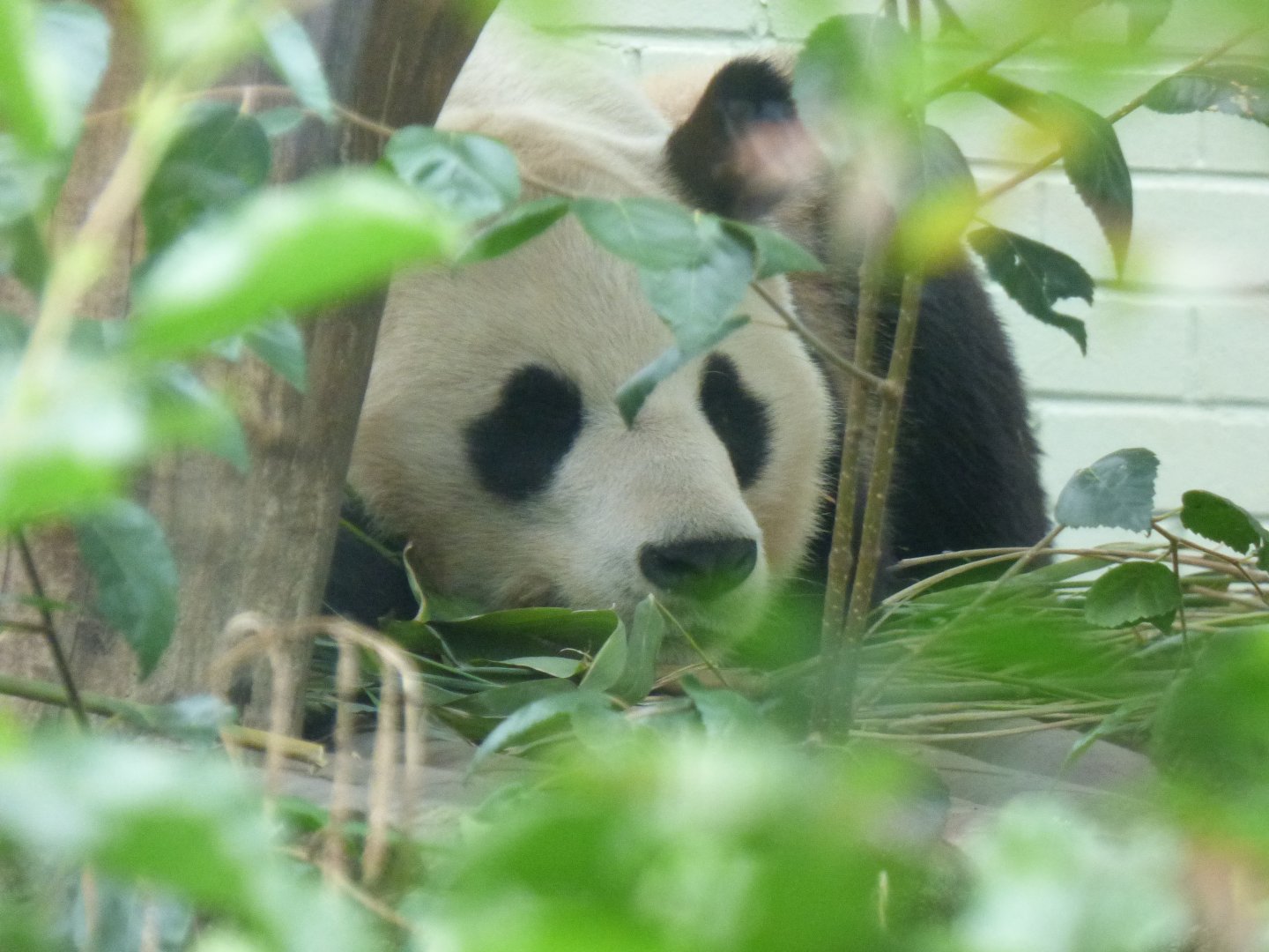 Giant Panda male,Yuang Guang