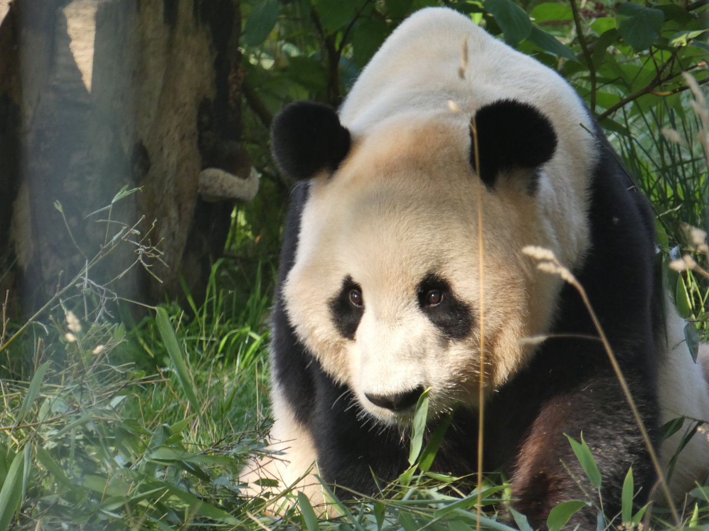Giant panda male