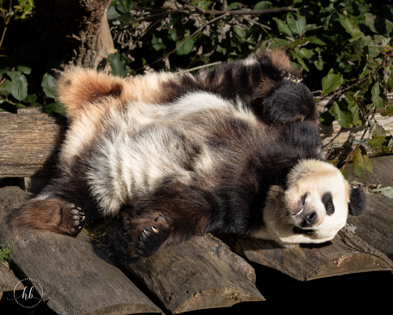 Giant Panda (Maose - female) / Copenhagen Zoo / 30-9-24