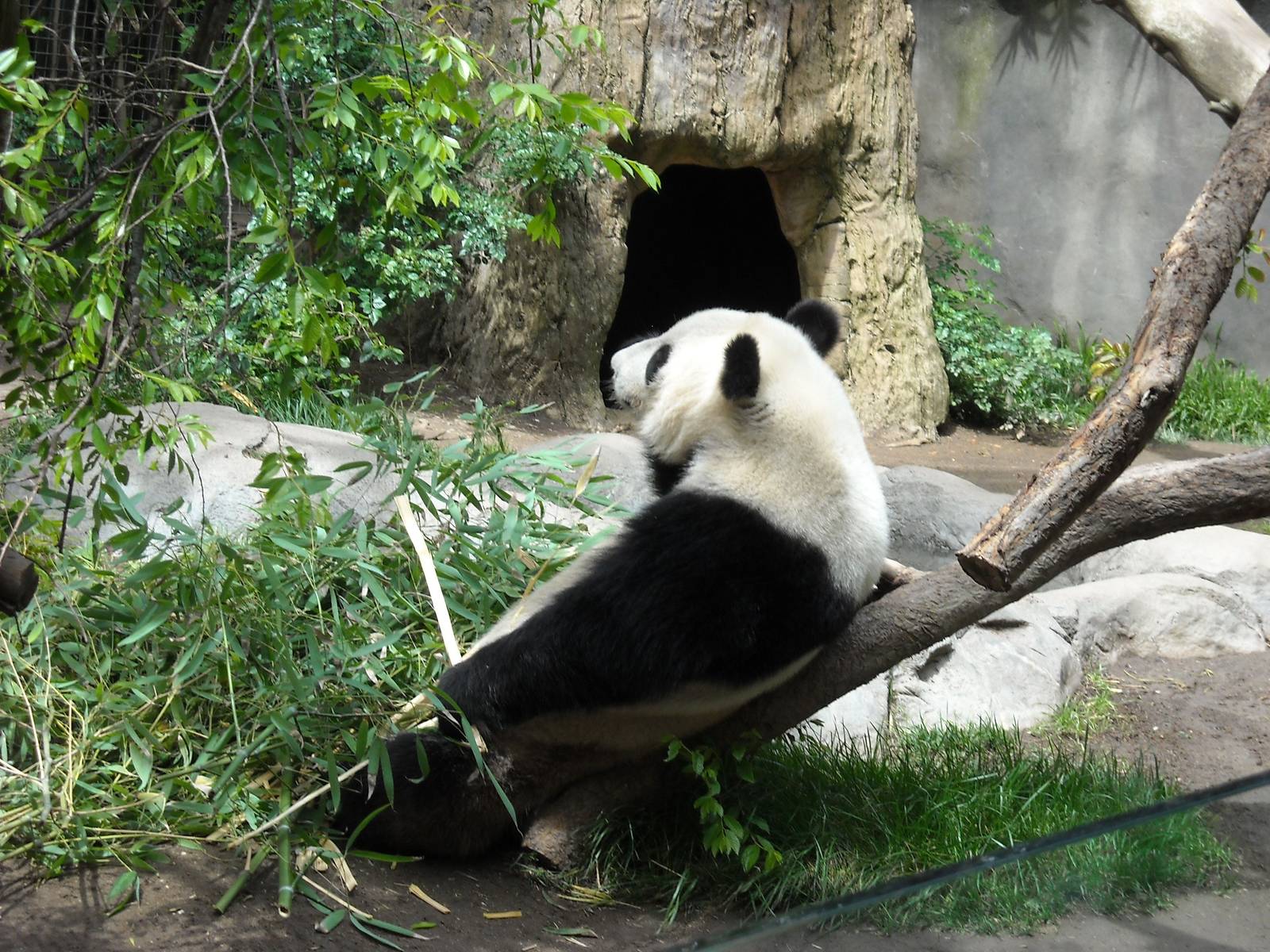 Giant panda modeling the new reclining Barcalounger log