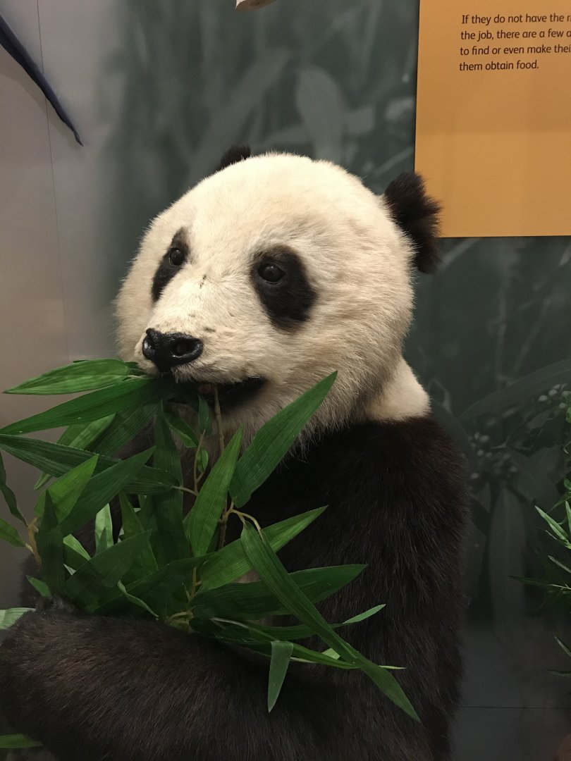 Giant panda @National museum of Scotland