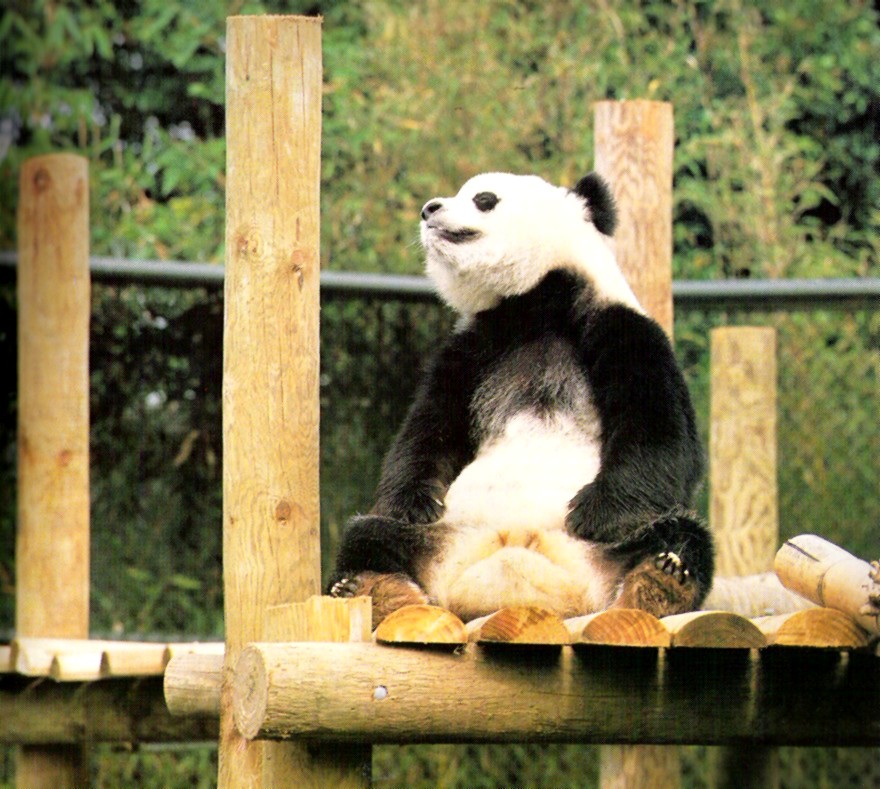 Giant Panda on exhibit 1988