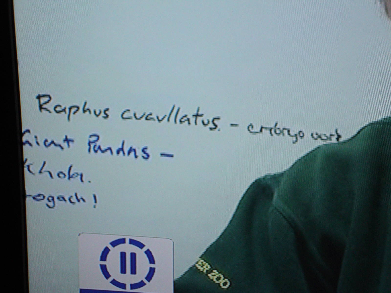 Giant Panda on the Whiteboard!